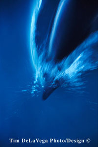 dolphinblur.jpg
